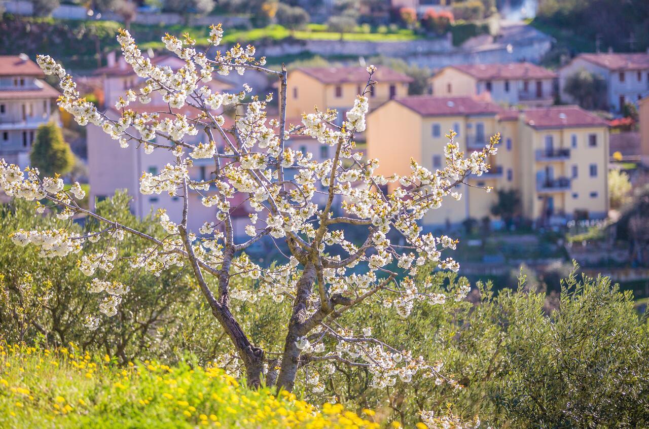 Valpolicella Homes Recioto Apartment Сант-Амброджо-ди-Вальполичелла Экстерьер фото